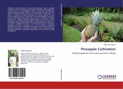 Cover Pineapple Cultivation