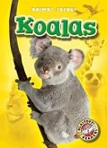 Koalas