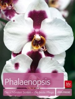 Phalaenopsis - Pinske, Jörn