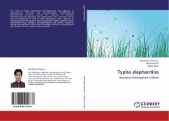 Typha elephantina