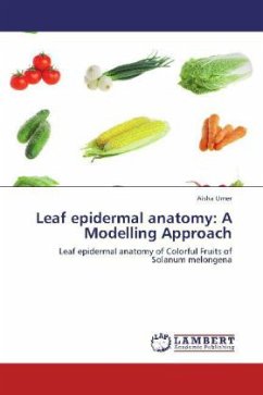 Leaf epidermal anatomy: A Modelling Approach