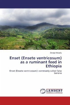 Enset (Ensete ventricosum) as a ruminant feed in Ethiopia