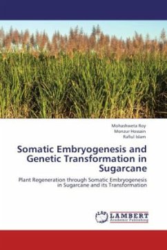 Somatic Embryogenesis and Genetic Transformation in Sugarcane