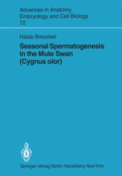 Seasonal Spermatogenesis in the Mute Swan (Cygnus olor) - Breucker, H.