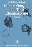 Human Oocytes and Their Chromosomes