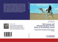 Microscopy and Ultrasonography of the Testis of Dromedary Camel