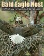 Bald Eagle Nest - Bild 1