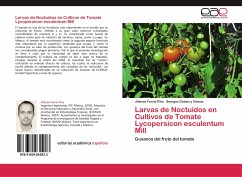 Larvas de Noctuidos en Cultivos de Tomate Lycopersicon esculentum Mill - Ferral Piña, Jhibran;Gómez y Gómez, Benigno