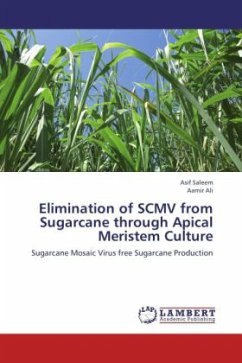 Elimination of SCMV from Sugarcane through Apical Meristem Culture