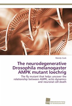 The neurodegenerative Drosophila melanogaster AMPK mutant loechrig - Cook, Mandy