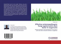 Effective entomopathognic fungi against pink stem borer in sugarcane