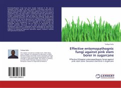 Effective entomopathognic fungi against pink stem borer in sugarcane - Hailu, Tesfaye