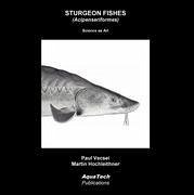 Sturgeon Fishes (Acipenseriformes) - Vecsei, Paul; Hochleithner, Martin