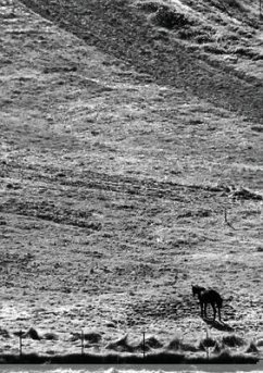 The Stone Soup Notebook: One Horse - Lara Katz - lined