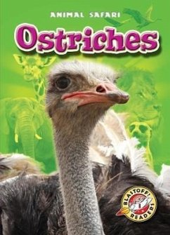 Ostriches - Schuetz, Kari