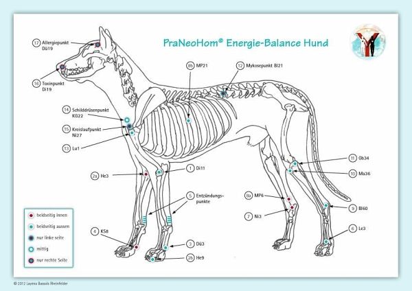 Akupunktur-Tafel Hund von Layena Bassols Rheinfelder - Fachbuch - bücher.de