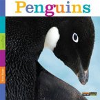 Seedlings: Penguins