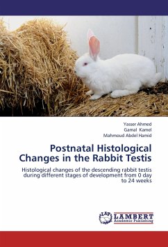 Postnatal Histological Changes in the Rabbit Testis