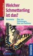 Welcher Schmetterling ist das? - Bild 1