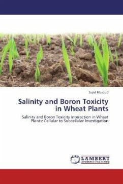 Salinity and Boron Toxicity in Wheat Plants