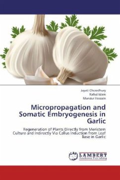 Micropropagation and Somatic Embryogenesis in Garlic
