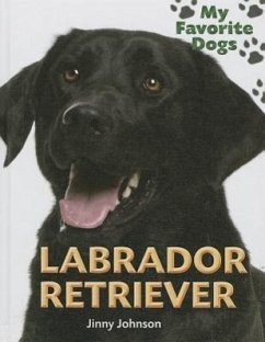 Labrador Retriever - Johnson, Jinny