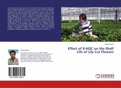 Effect of 8-HQC on the Shelf Life of Lily Cut Flowers