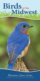 Birds of the Midwest: Identify Backyard Birds with Ease