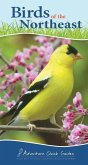 Birds of the Northeast: Your Way to Easily Identify Backyard Birds