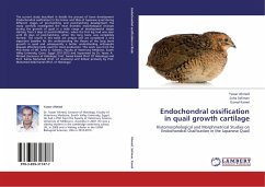 Endochondral ossification in quail growth cartilage