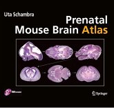 Prenatal Mouse Brain Atlas (eBook, PDF)