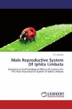 Male Reproductive System Of Iphita Limbata