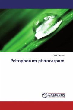 Peltophorum pterocarpum