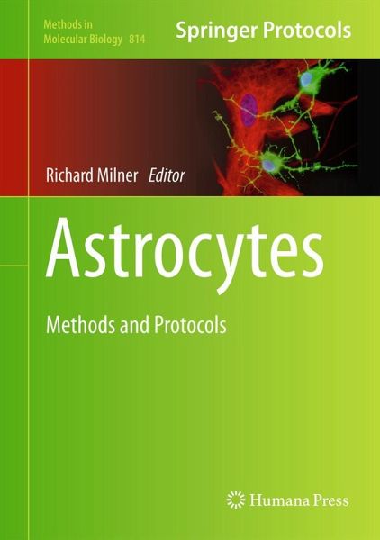 Astrocytes (eBook, PDF)
