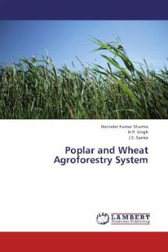Poplar and Wheat Agroforestry System