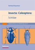 Insecta: Coleoptera: Scirtidae (eBook, PDF)