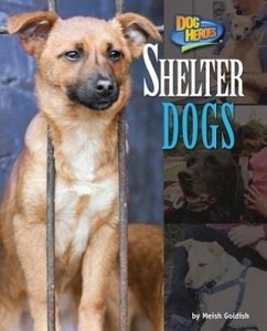 Shelter Dogs - Goldish, Meish