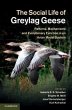 The Social Life of Greylag Geese - Bild 1