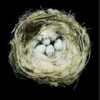 Nests (eBook, ePUB)