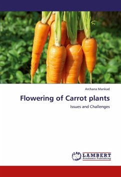 Flowering of Carrot plants