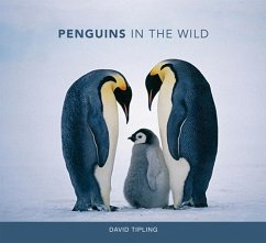Penguins in the Wild - Tipling, David