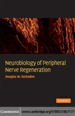 Neurobiology of Peripheral Nerve Regeneration (eBook, PDF) - Zochodne, Douglas W.