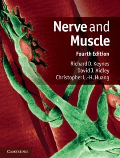 Nerve and Muscle (eBook, PDF) - Keynes, Richard D.