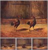 The Breeding and Management of Fighting... - Bild 1