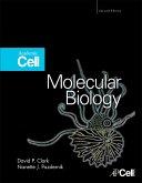 Molecular Biology (eBook, ePUB)