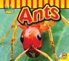 Ants - Carr, Aaron