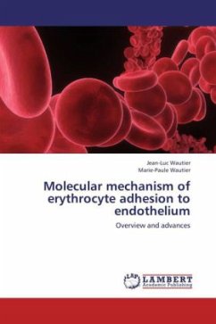 Molecular mechanism of erythrocyte adhesion to endothelium