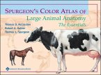 Spurgeon's Color Atlas of Large Animal Anatomy (eBook, ePUB)