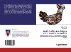 Local chicken production under scavenging system