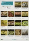 A Key to Lichens on Twigs A Key to Lichens on Twigs